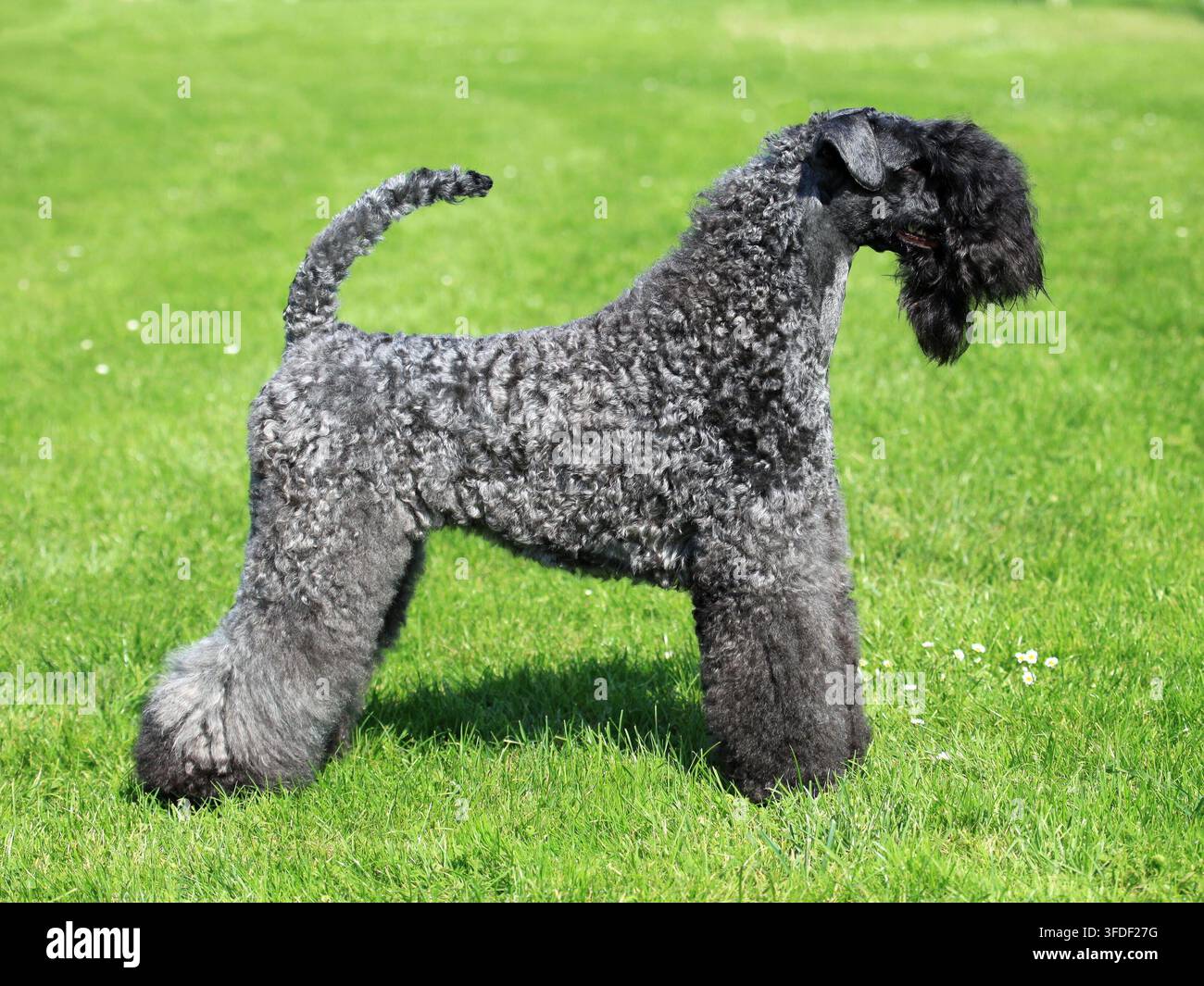 Le Kerry Blue Terrier au printemps l'herbe verte Banque D'Images