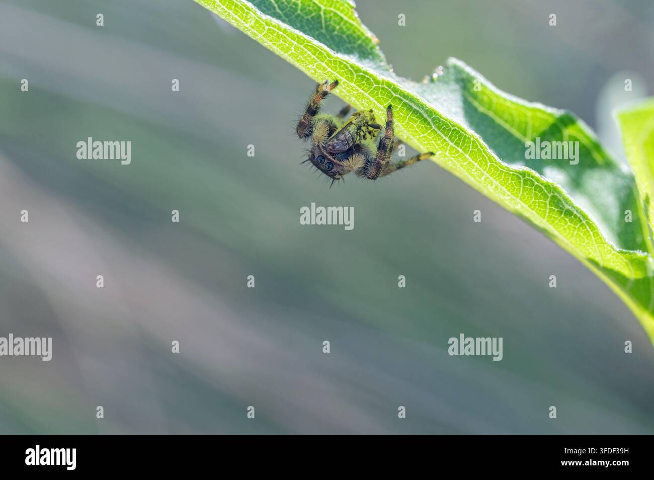 L'araignée sauteuse de Johnson (Phidippus johnsoni) avec proie Banque D'Images