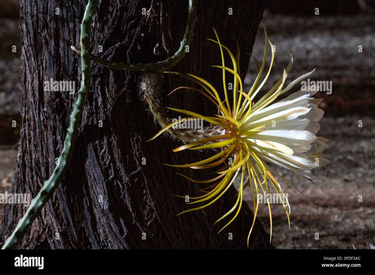 Reine de la fleur de cactus nocturne (Selenicereus grandiflorus) Banque D'Images