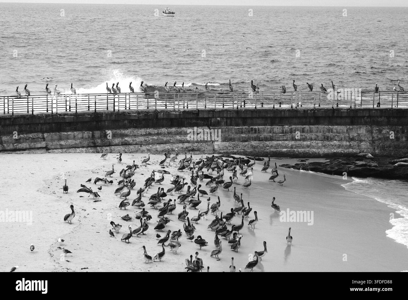 Grande foule de pélicans rassemblés sur la plage de sable de La Jolla, San Diego, Californie, créant une scène dense de vie sauvage côtière. Banque D'Images