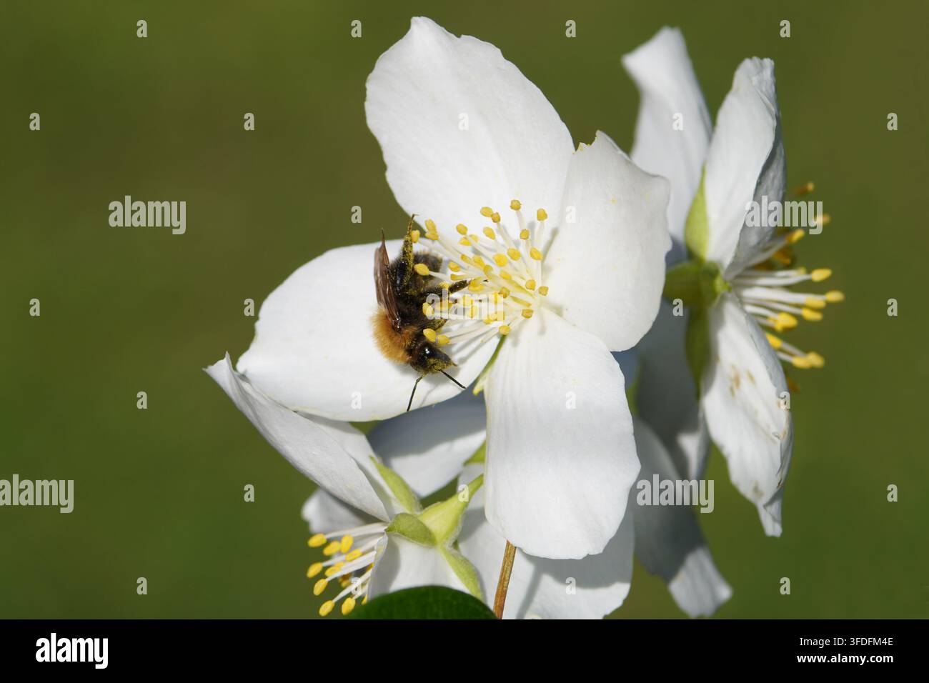 Abeille couvreur commune (Bombus pascuorum) sur une fleur de Philadelphus coronarius (fausse orange douce, cornouiller anglais), famille des Hydrangeacées. Juin Banque D'Images