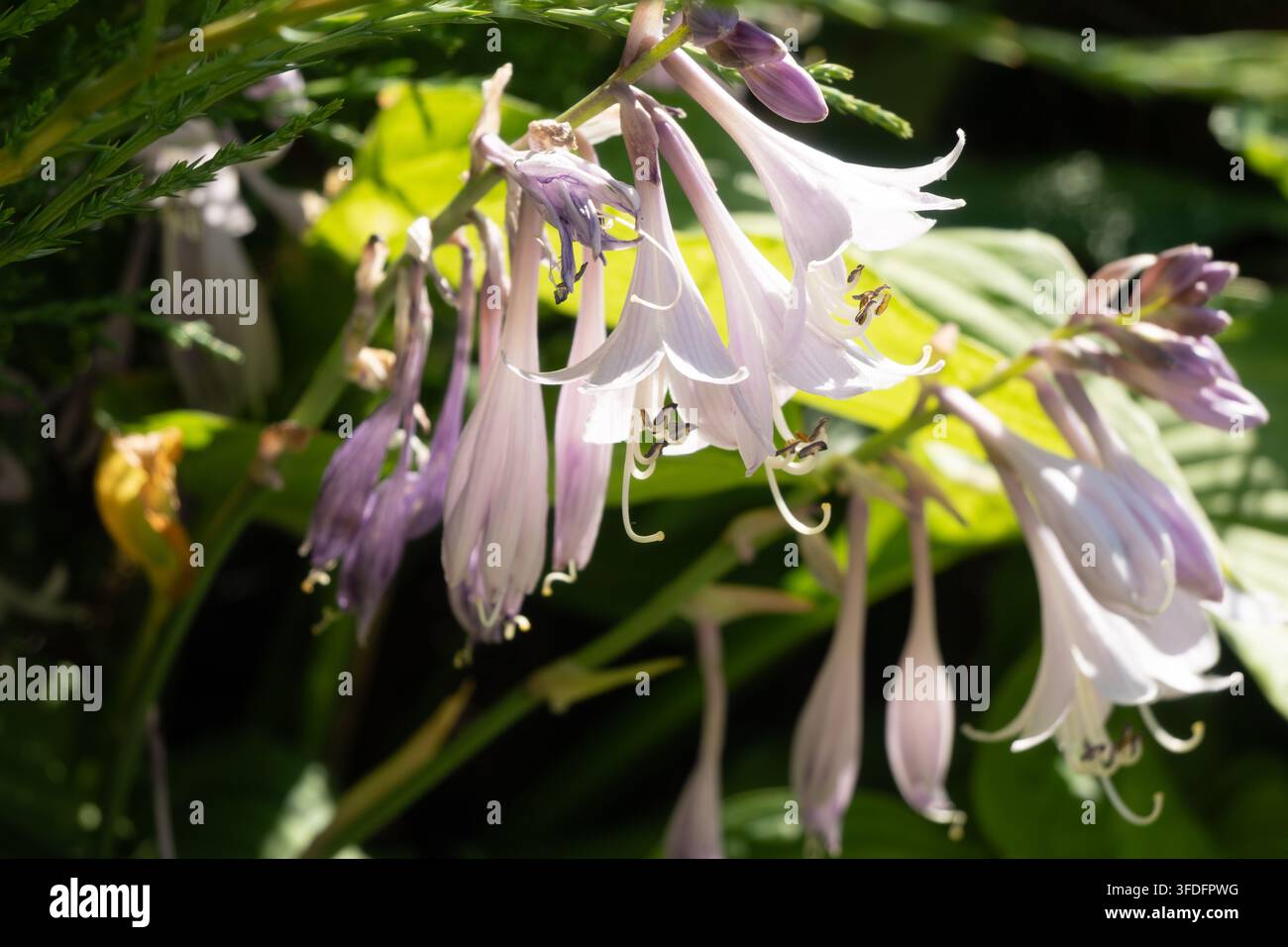 Vue macro des fleurs d'hosta avec des pétales blancs en forme de cloche et des boutons à pointe violette suspendus à une tige courbée. Les détails nets et la lumière douce créent un r Banque D'Images