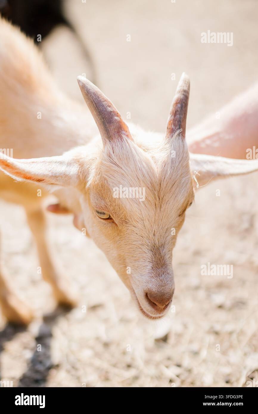 Un portrait en gros plan d'un adorable chevreau Banque D'Images
