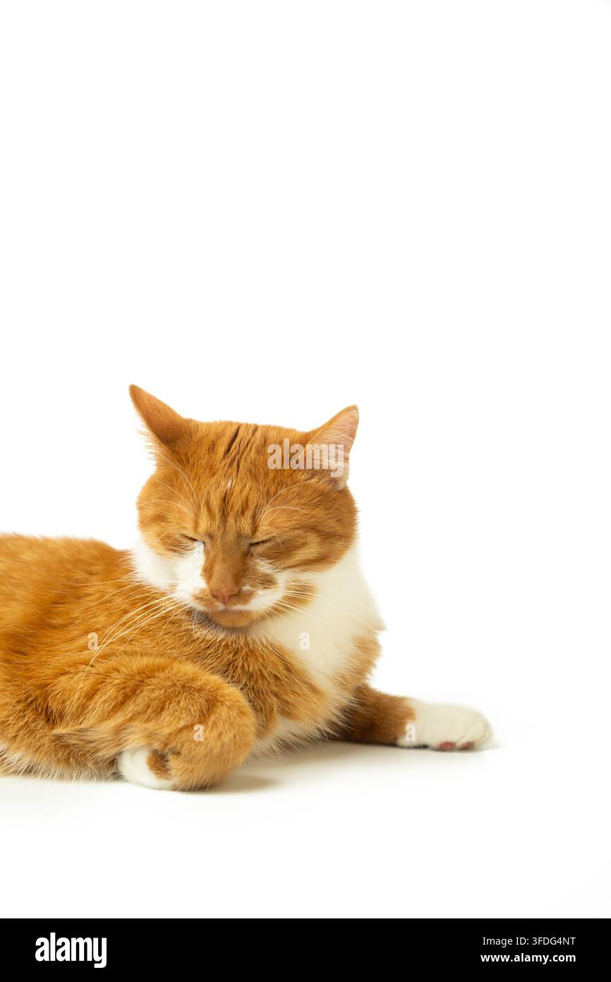 Chat gingembre allongé avec une patte repliée sous son corps sur un fond blanc. Posture féline détendue et comportement mignon de l'animal de compagnie. Confort, calme et domesti Banque D'Images
