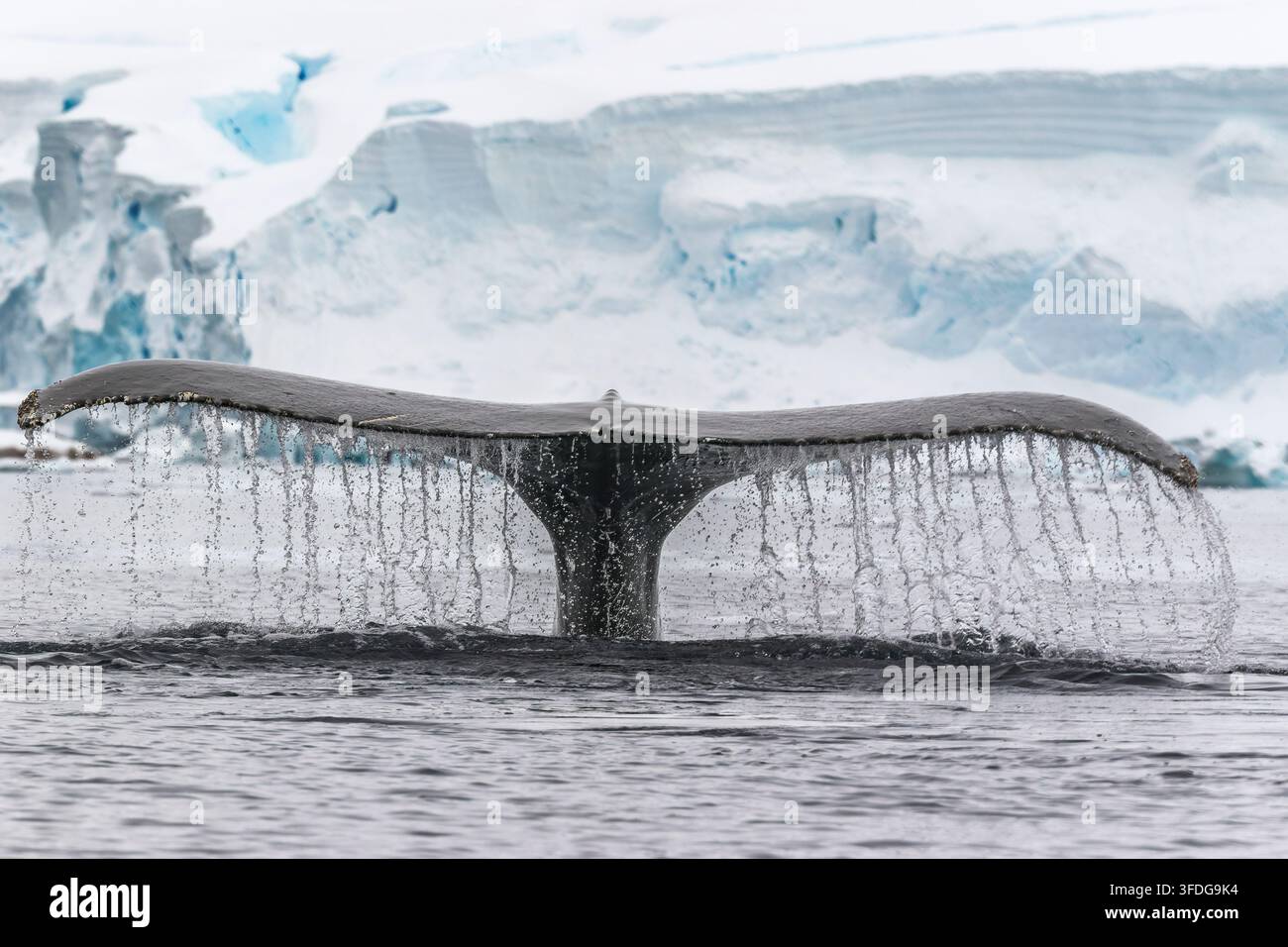 Rorqual à bosse, Wilhelmina Bay, l'Antarctique, 13 Janvier 2019 Banque D'Images