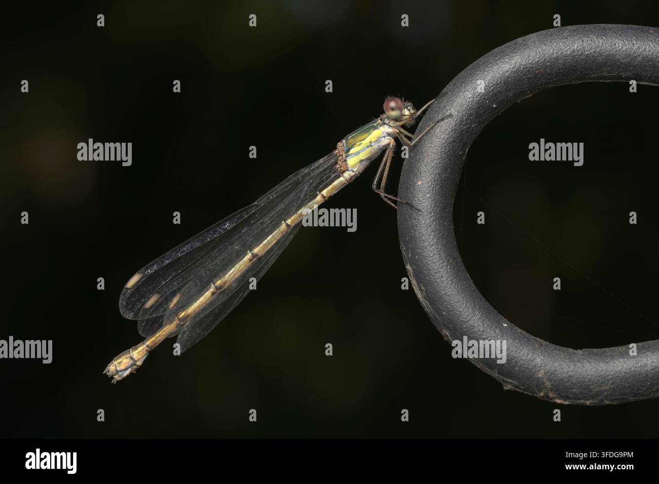 Libellule à ailes étalées du saule occidental, Chalcolestes viridis, Lestes viridis, femelle adulte unique posée sur un anneau métallique, Norfolk, Royaume-Uni Banque D'Images
