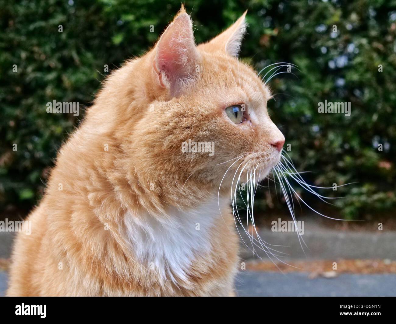 Portrait en gros plan sous angle latéral d'un magnifique chat roux assis à l'extérieur, montrant sa posture alerte, ses marques blanches propres sur la poitrine, son délicat nez rose et Banque D'Images