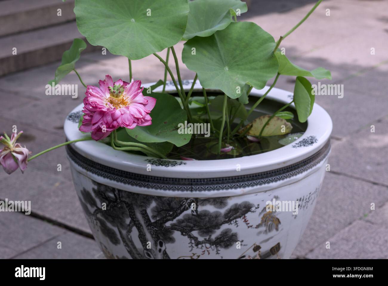 Fleur de lotus fanée dans un vieux vase chinois, nature morte de fleur de lotus rose fanée Banque D'Images