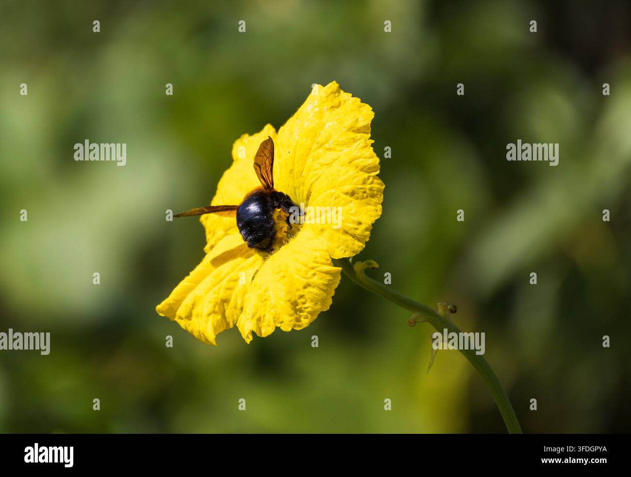 Belle fleur jaune avec une énorme abeille noire la pollinisant dans la forêt tropicale amazonienne Banque D'Images