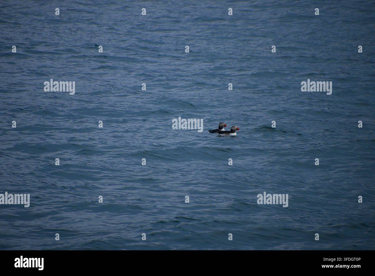 Deux macareux moine reposant sur l'eau de mer. Banque D'Images