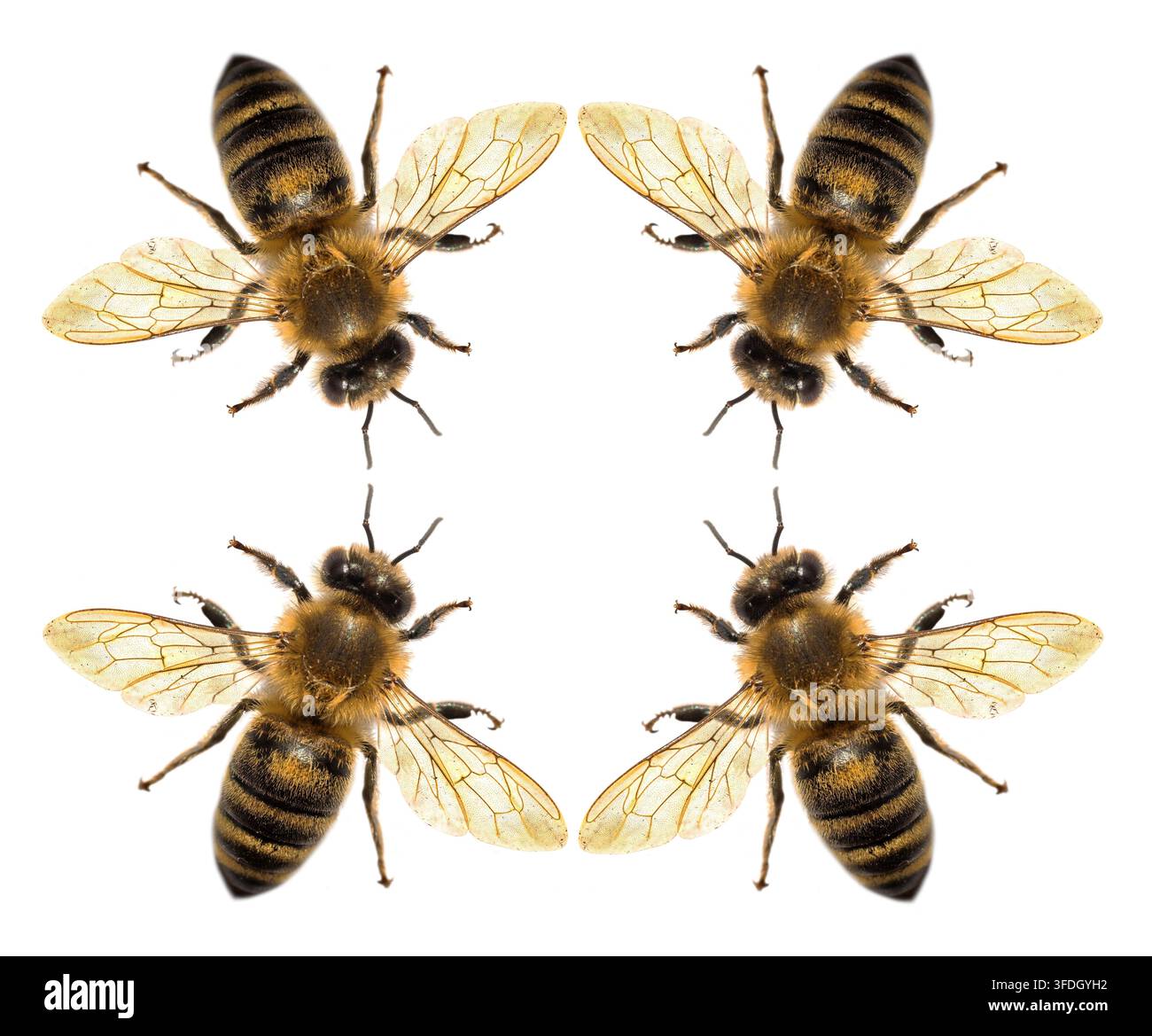Quatre abeilles ou abeilles mellifères disposées en croix, abeille ou abeille mellifère en latin Apis Mellifera, abeilles mellifères européennes ou occidentales isolées sur fond blanc Banque D'Images
