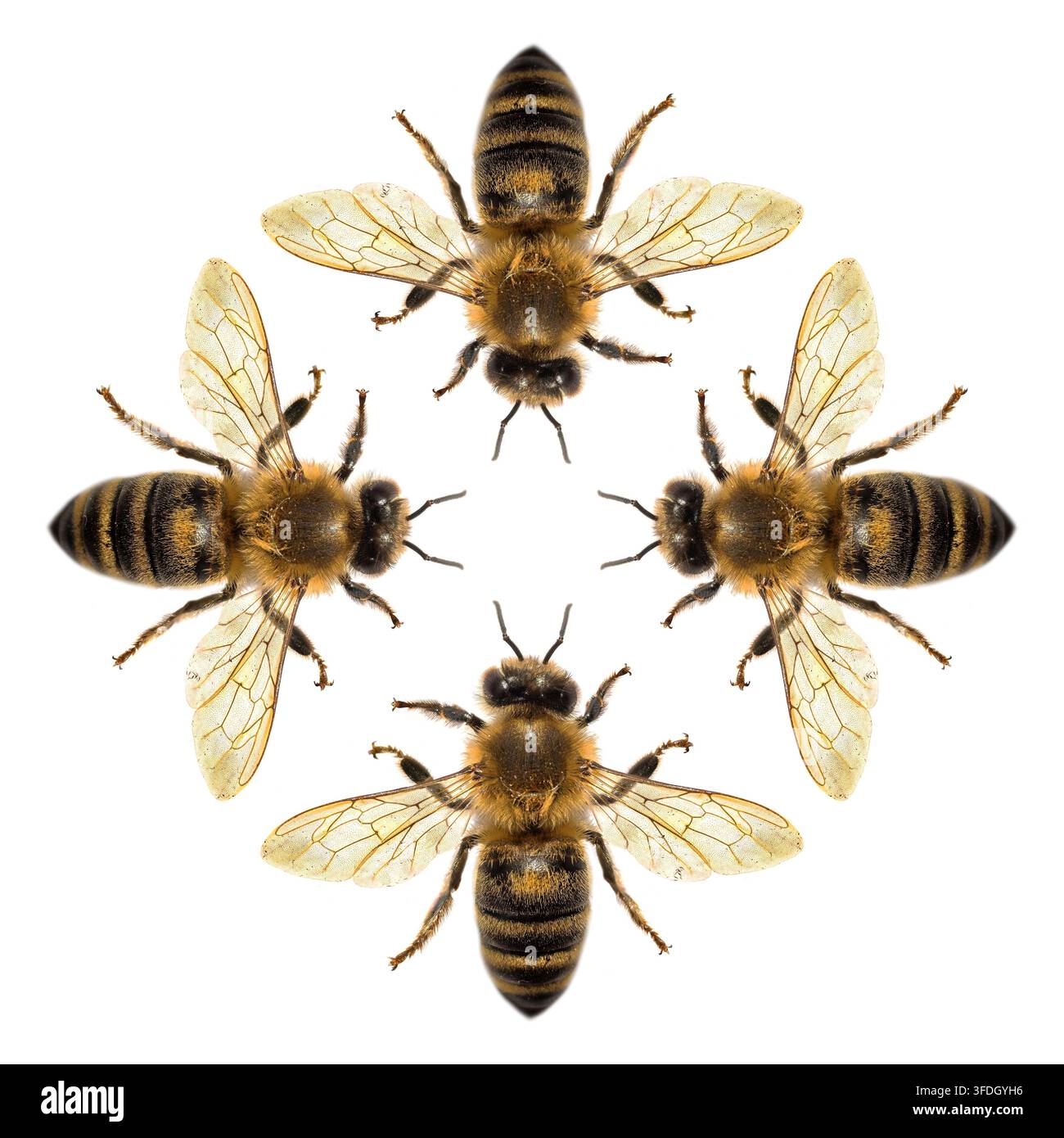 Quatre abeilles ou abeilles mellifères disposées en croix, abeille ou abeille mellifère en latin Apis Mellifera, abeilles mellifères européennes ou occidentales isolées sur fond blanc Banque D'Images