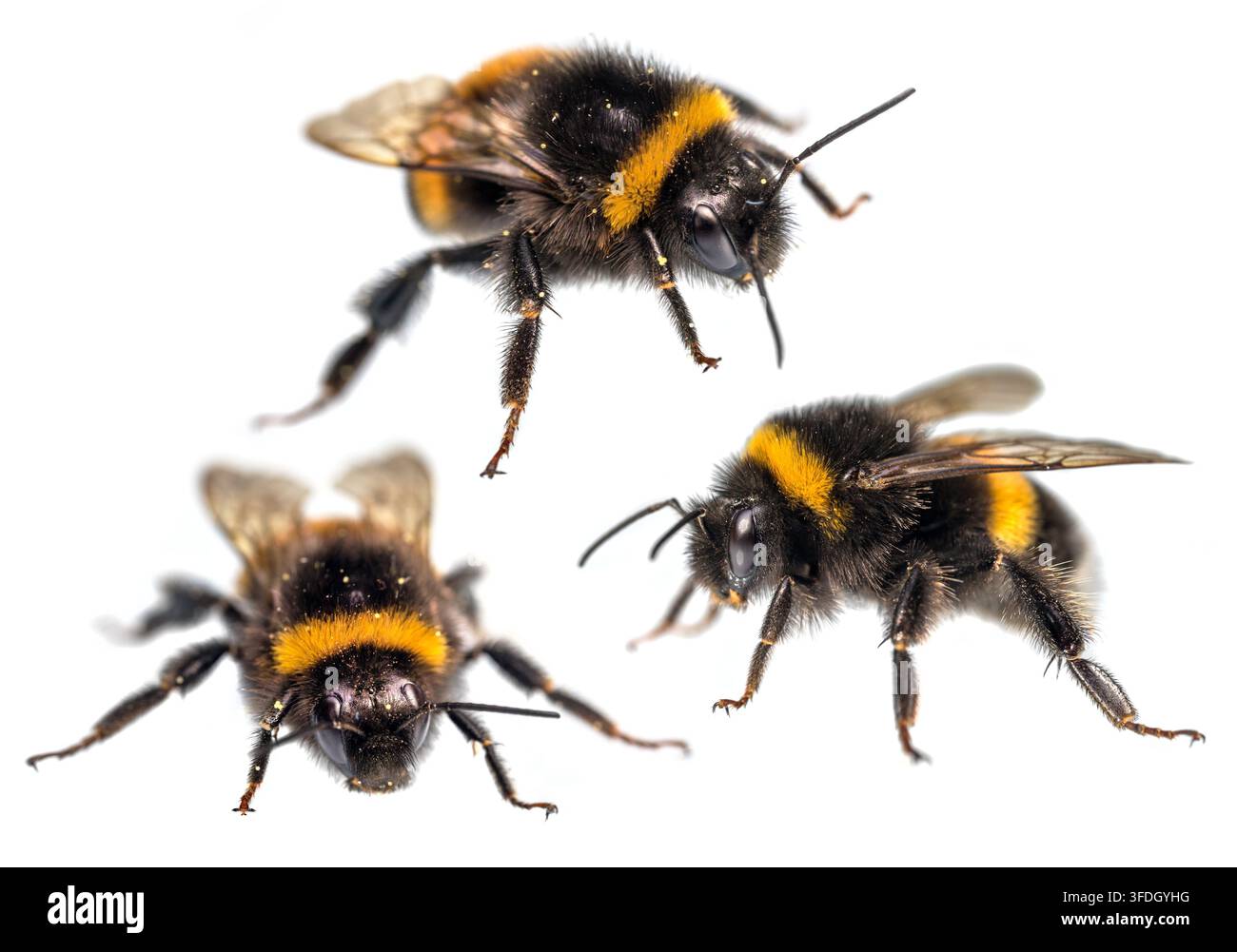 Trois bourdons, Bombus terrestris, le bourdon à queue polie ou le gros bourdon de terre, isolés sur le fond blanc Banque D'Images