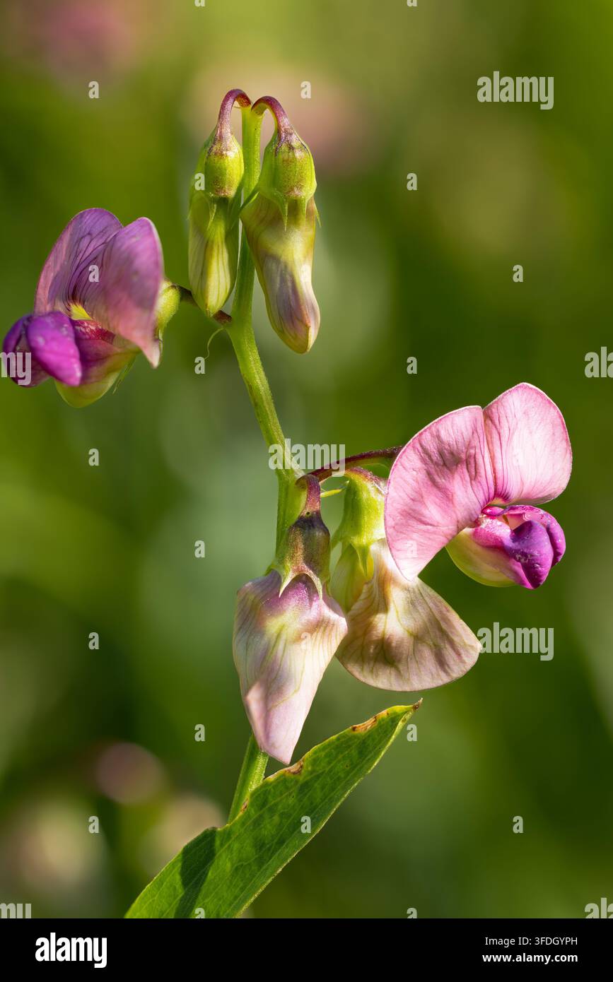 Pois éternel à feuilles étroites fleurissant en été Banque D'Images