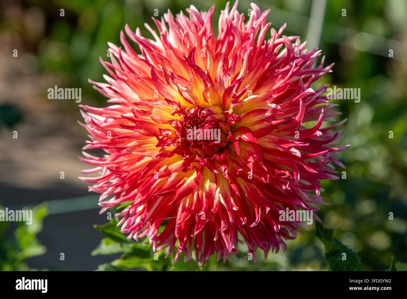 Fleur de dahlia cactus rouge et jaune vibrante en fleurissement avec des pétales pointus dans le jardin lumineux. Banque D'Images