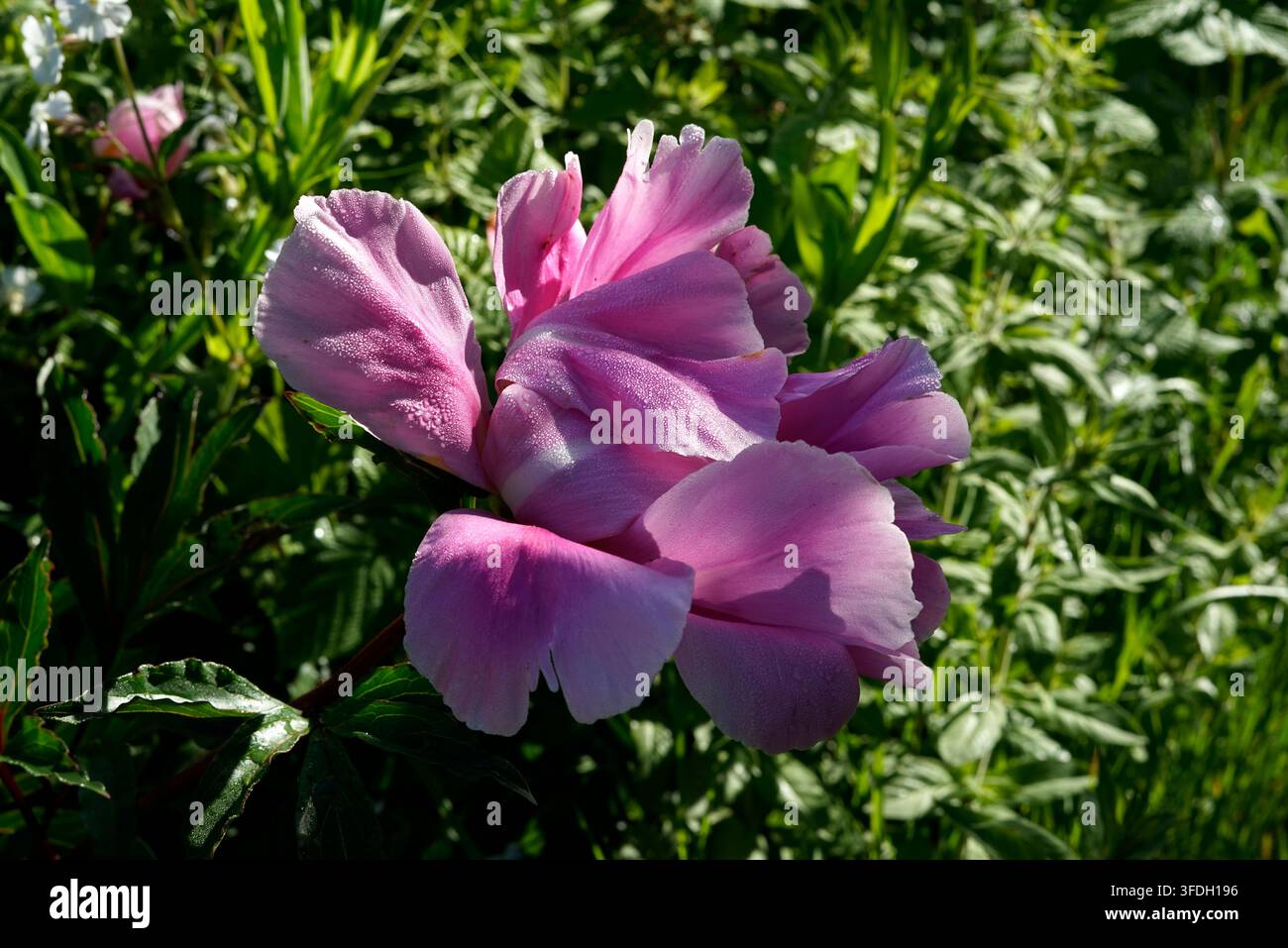 Pivoine (Paeonia sp) en fleurs, avec des gouttelettes d'eau sur les pétales, dans un jardin. Banque D'Images