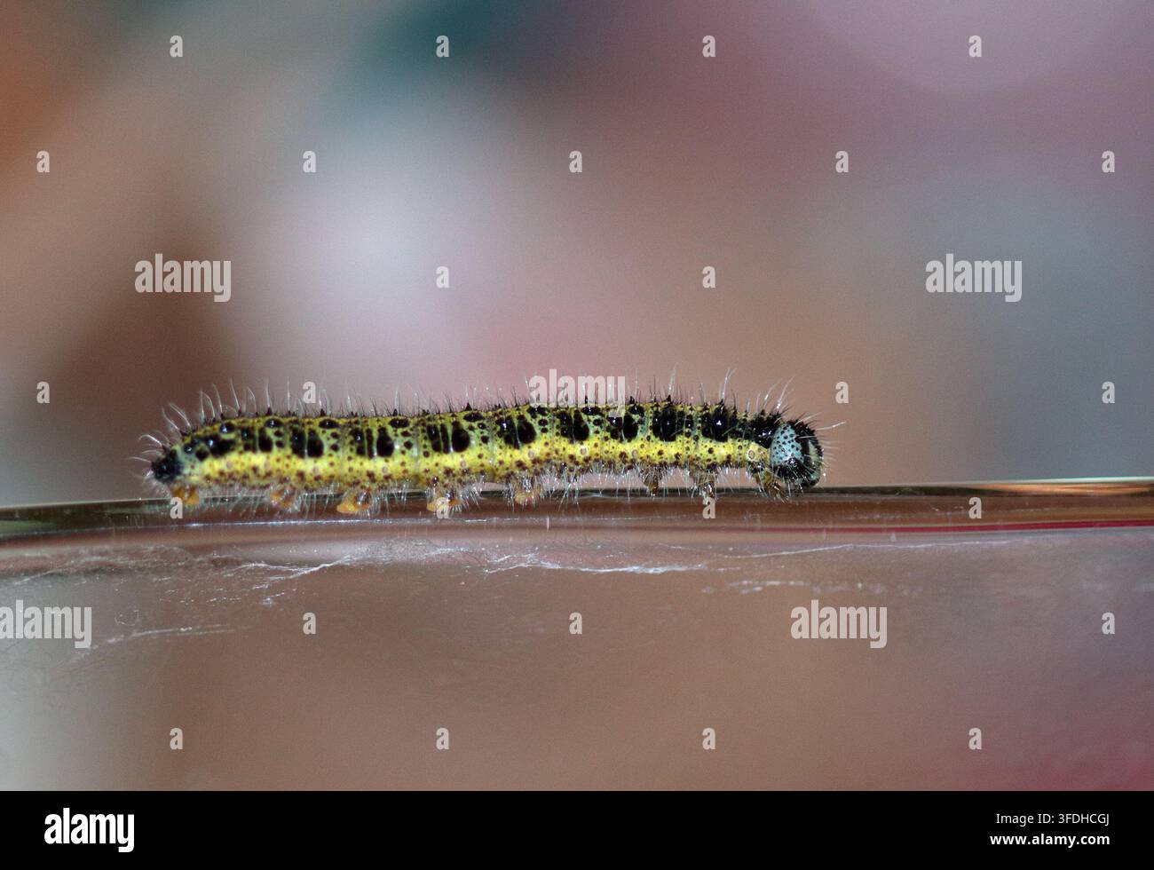 Chenille de la piéride du chou/Piéride du chou (pieris brassicae) Banque D'Images