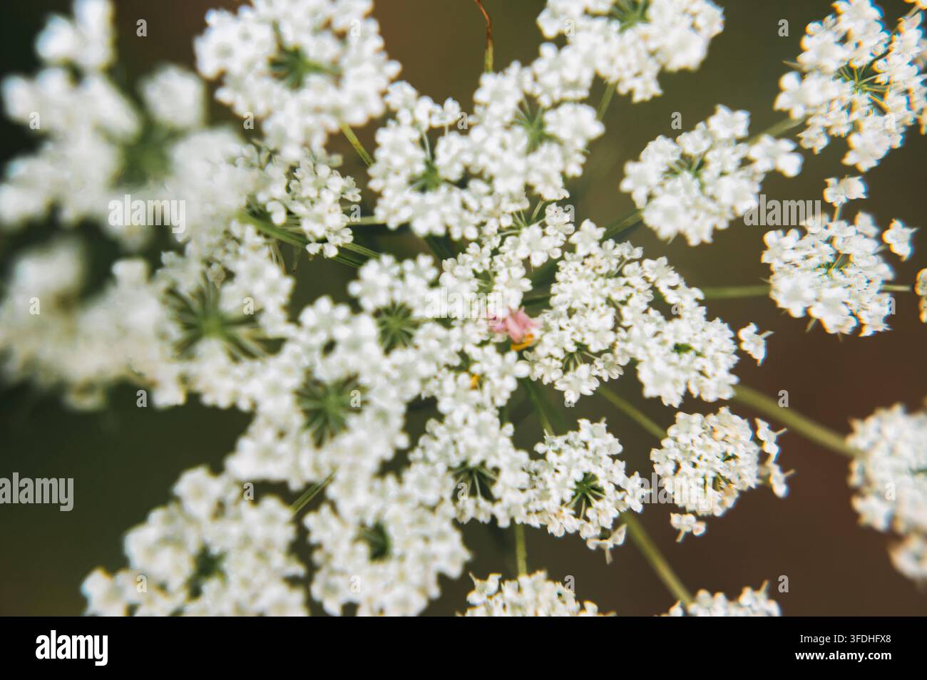 Macro rapprochée de délicates petites fleurs blanches d'ombellifères en pleine floraison en extérieur. Banque D'Images
