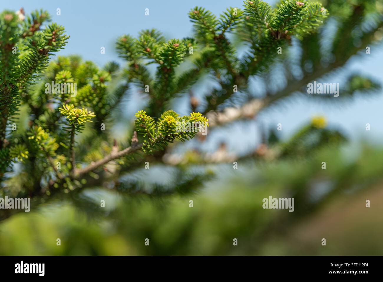 Les aiguilles vertes fraîches du sapin de Corée captent les reflets du soleil, mettant en valeur les détails complexes de cette conifère. La scène capture l'essence de Banque D'Images