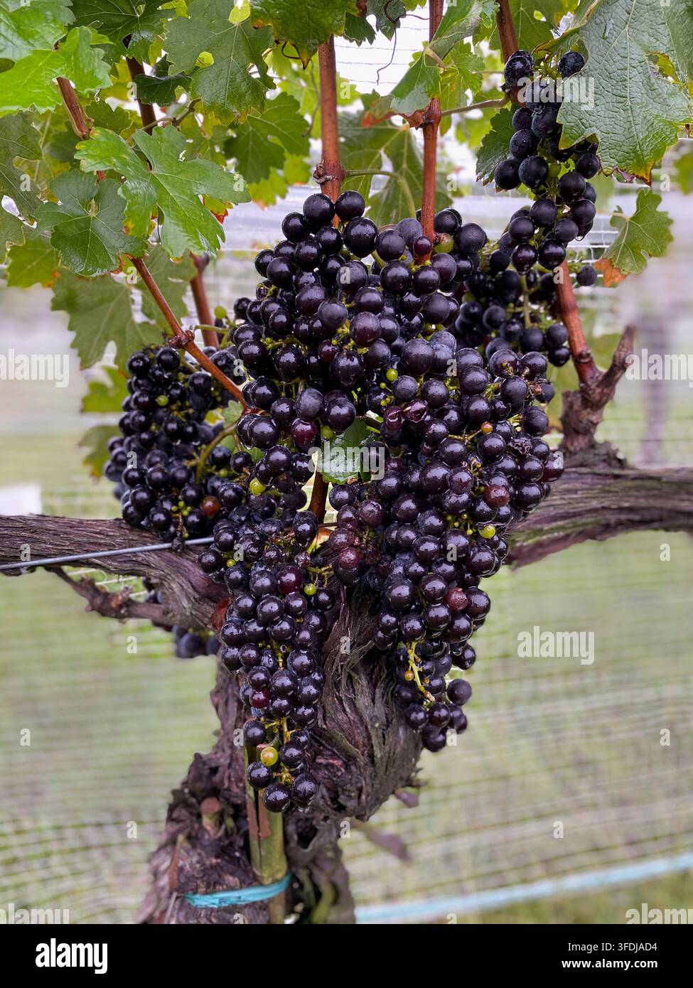 Des grappes de raisins sombres et mûrs pendent lourdement à un vieux cep noueux, encore luisants d'humidité, entourés de feuilles vertes dans une vigne grillagée Banque D'Images