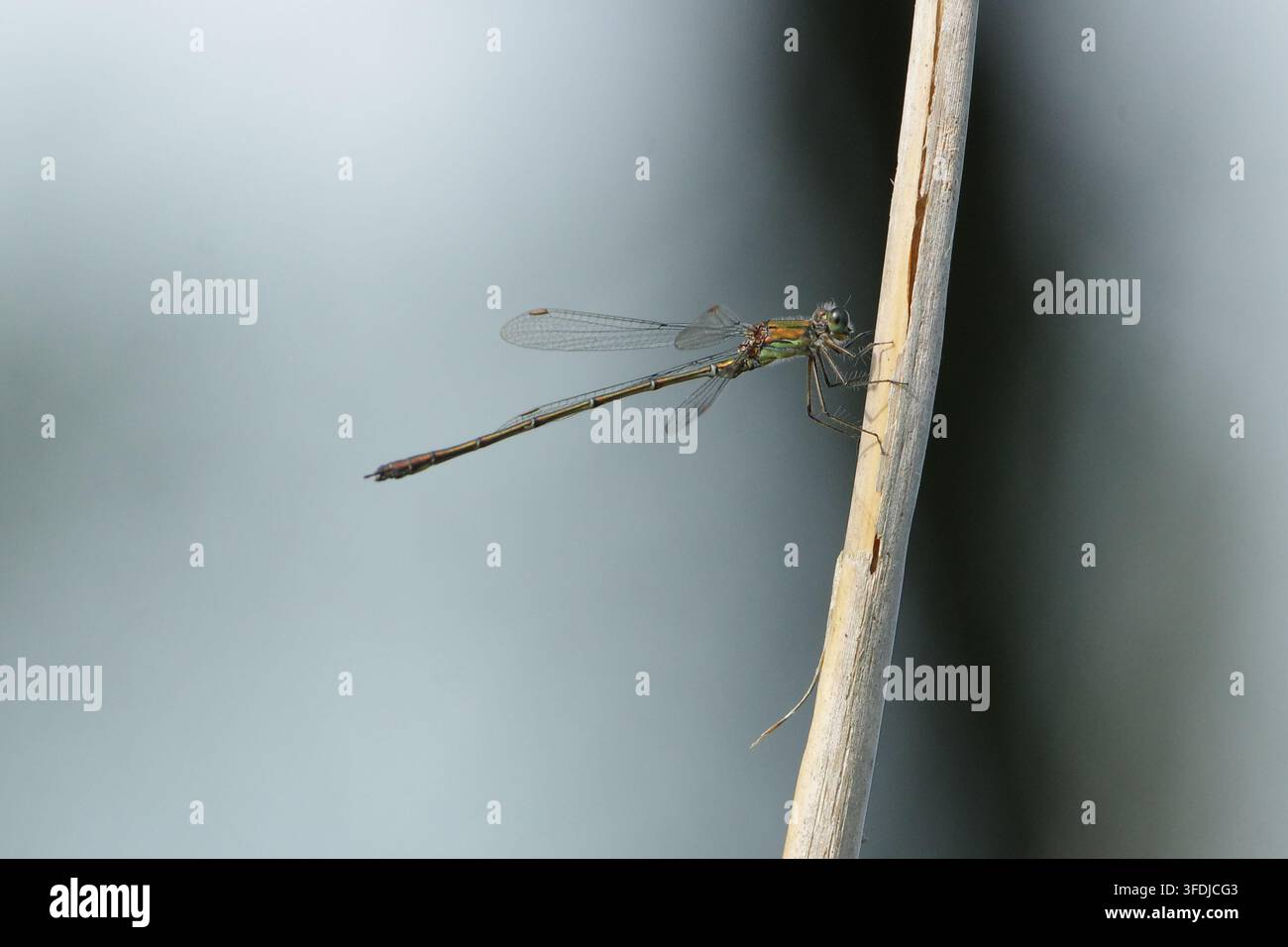 Démone émeraude des saules occidental Chalcolestes viridis posé sur une tige de roseau sèche, gros plan macro Banque D'Images