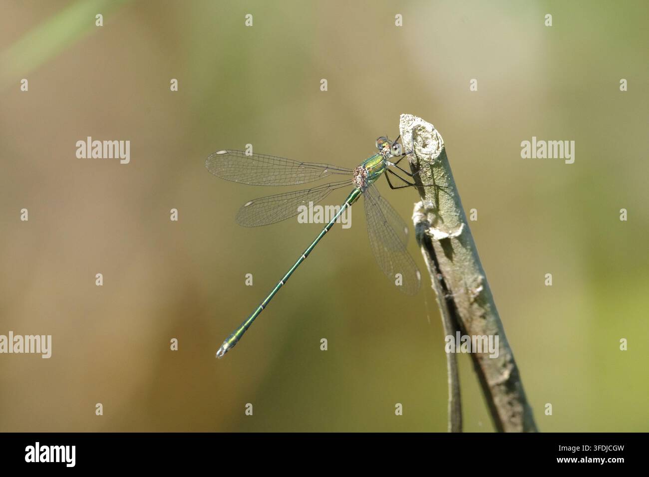 Libellule émeraude (Chalcolestes viridis) posée sur une branche sèche, gros plan de côté, photographie macro Banque D'Images
