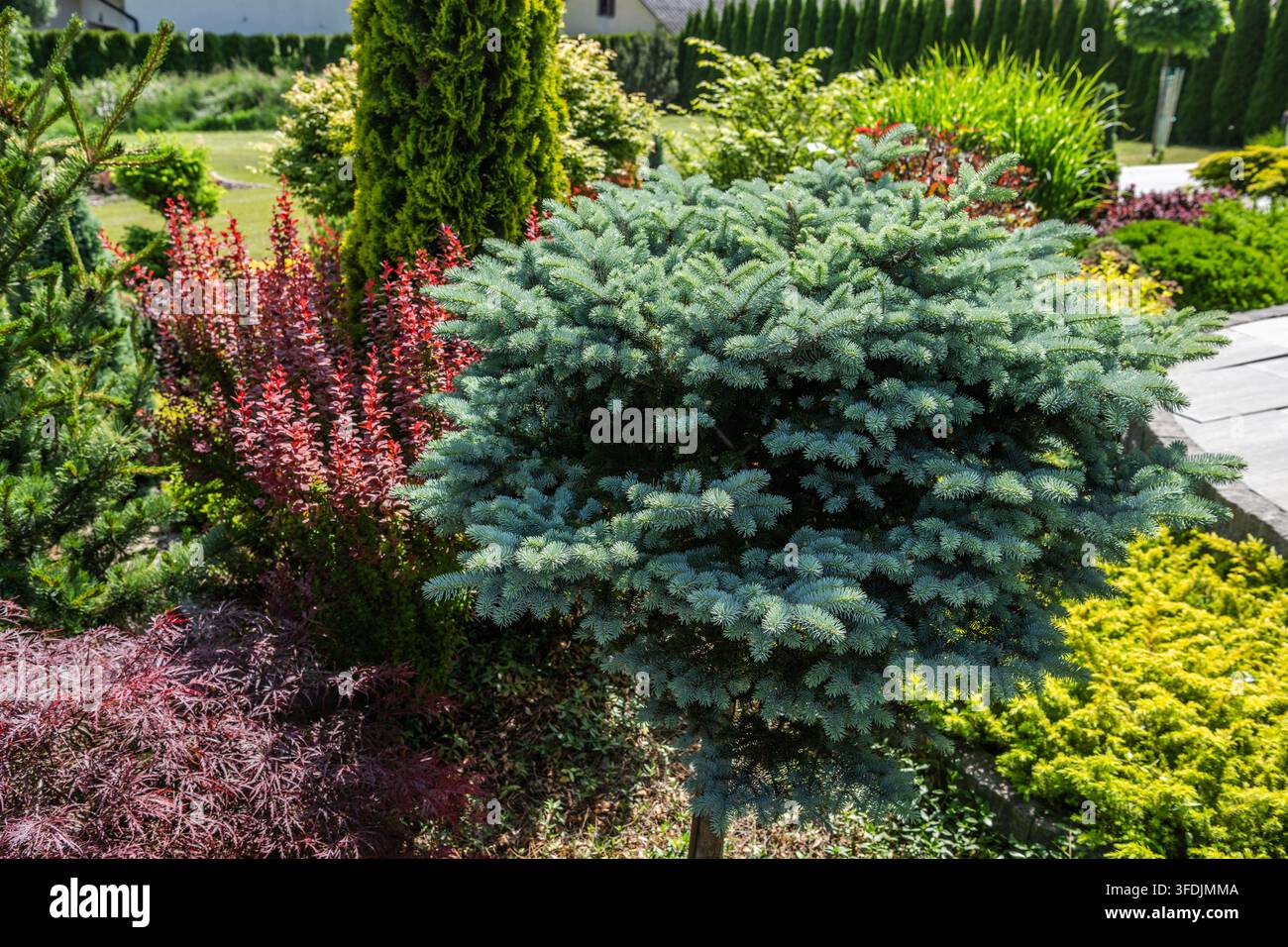 Un épicéa compact se dresse parmi des arbustes ornementaux dans un jardin paysagé. Une plantation persistante stratifiée borde un chemin pavé à côté du parterre. Banque D'Images