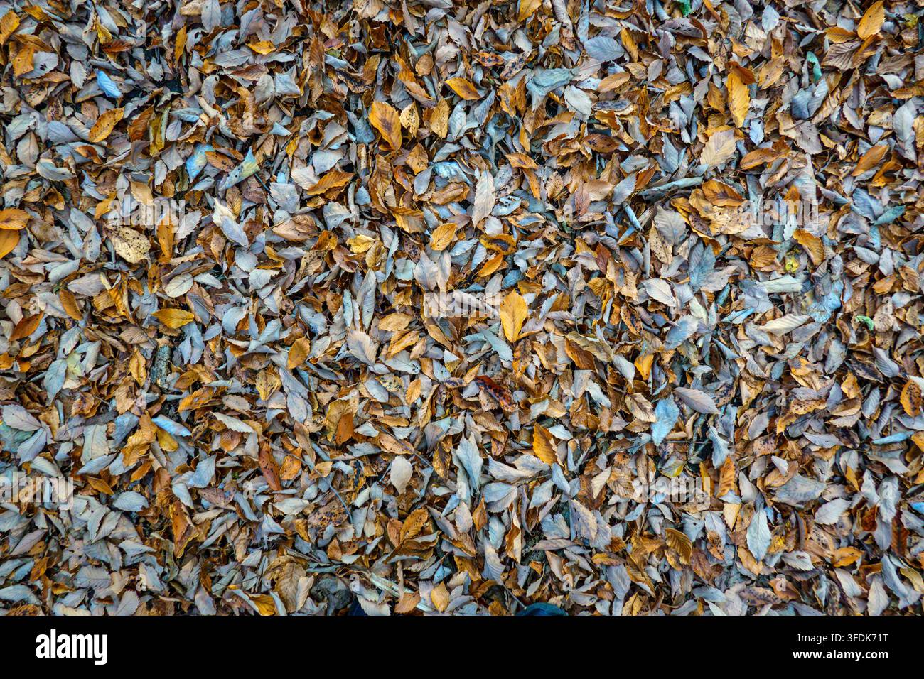 Feuilles tombées capturées en gros plan avec un angle élevé Banque D'Images