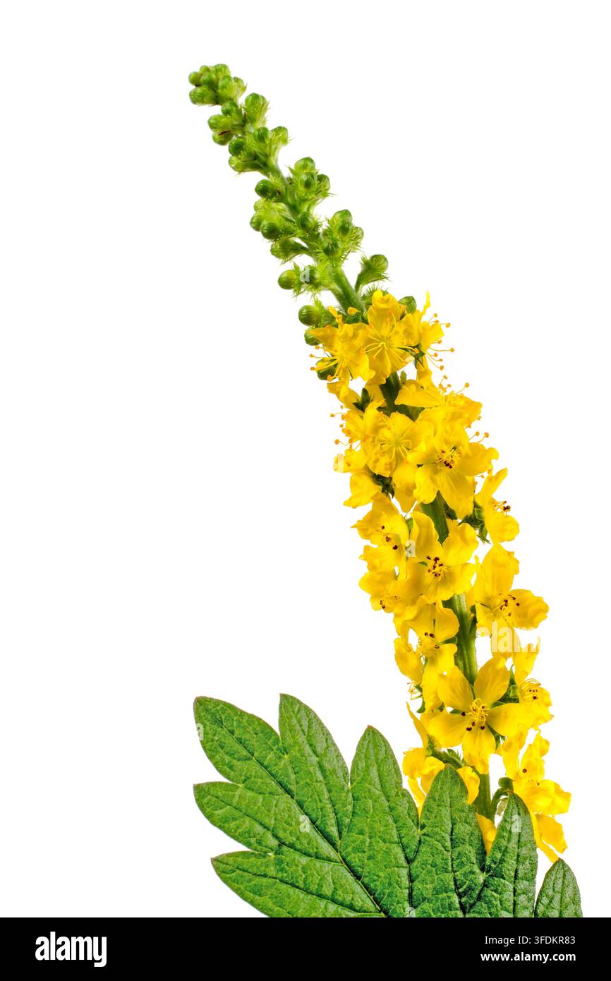 Agrimonia eupatoria. Plante médicinale sur fond blanc. Une plante herbacée vivace, la fleur est jaune. Banque D'Images