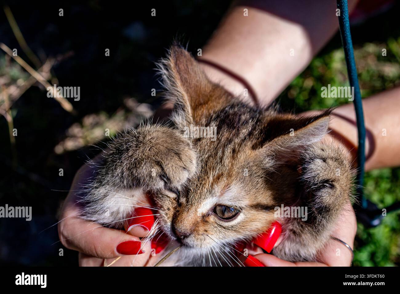 Petit chaton tigré doucement bercé par des mains aux ongles rouge vif. Oreilles repliées et moustaches frémissantes dans la lumière chaude du soleil. Un moment rural spontané montrant la confiance Banque D'Images