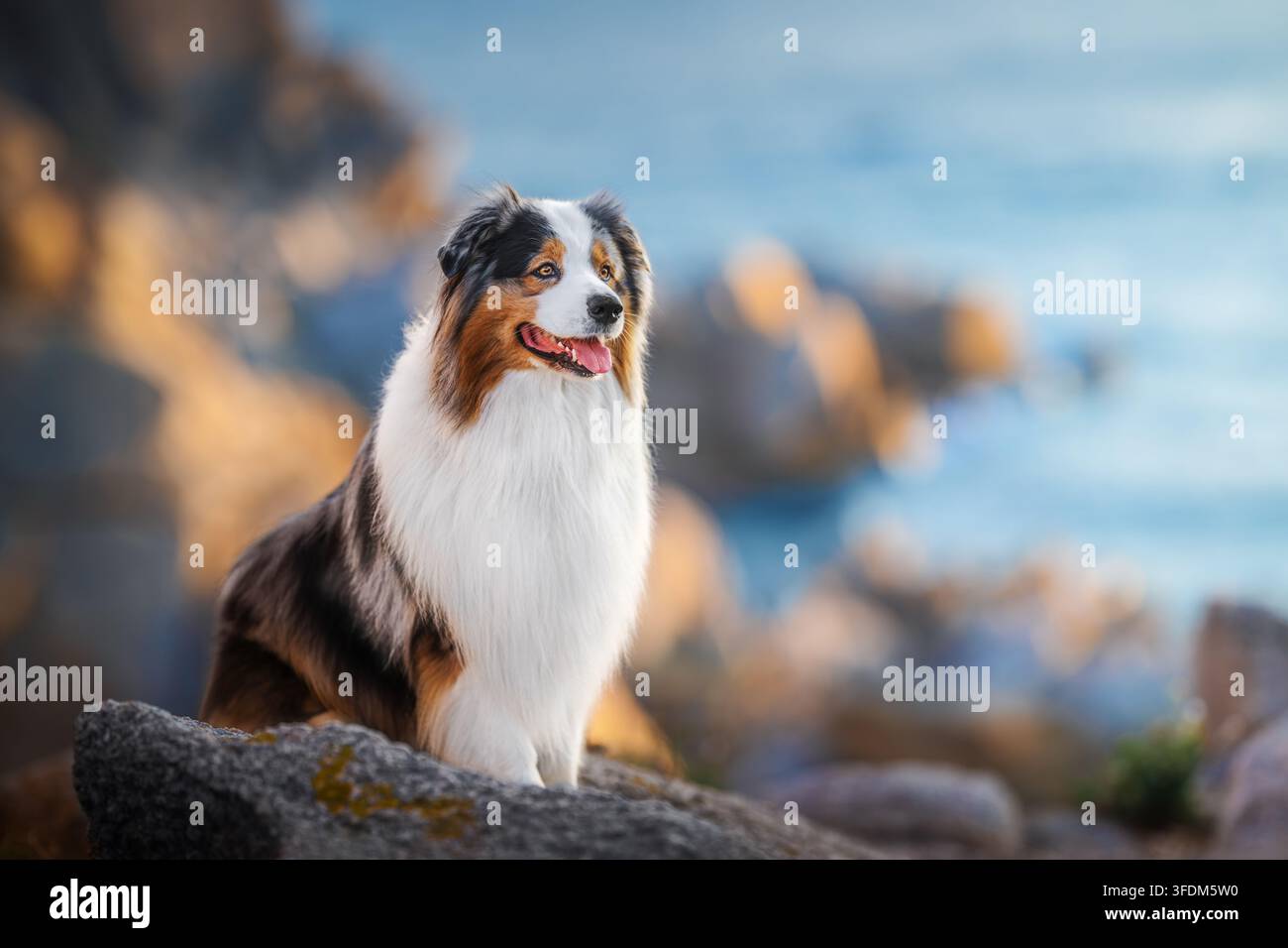 Chien Berger Australien assis sur une côte rocheuse au bord de la mer Banque D'Images