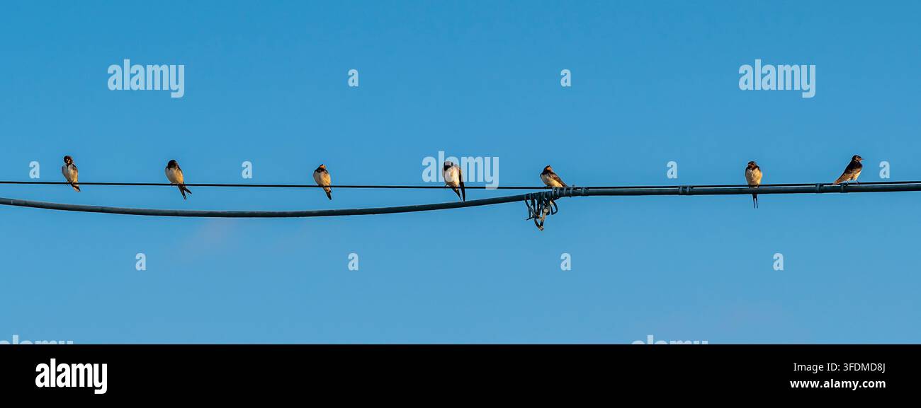 Une volée de sept hirondelles perchées sur un fil téléphonique suspendu dans les airs, contre le ciel bleu Banque D'Images