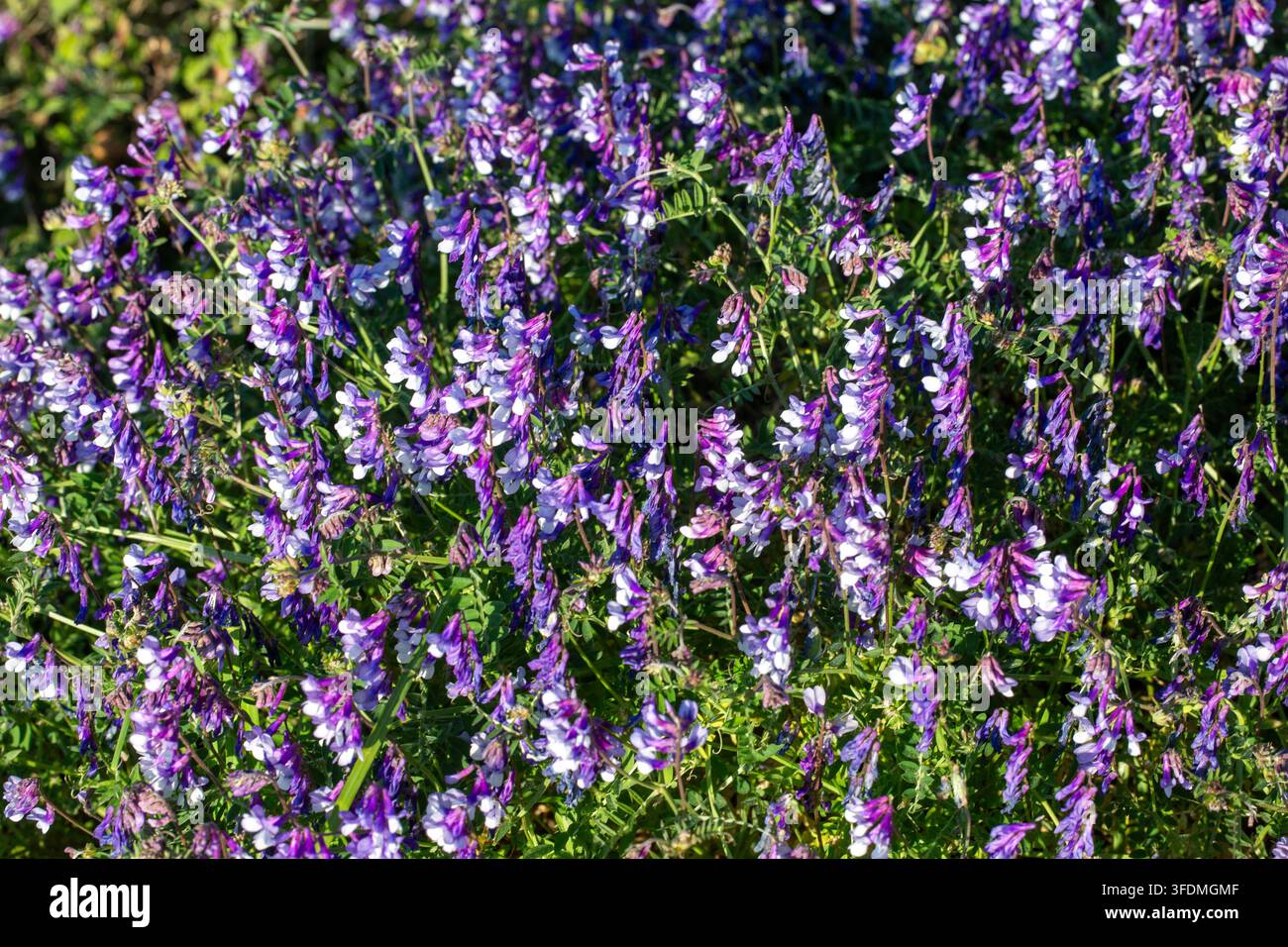 gros plan de fleurs sauvages violettes éclatantes de gesse tuftée (Vicia cracca) en plein champ en été Banque D'Images