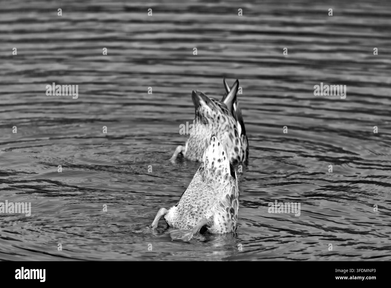 Deux canards barboteurs penchent vers l'avant en se nourrissant sous un étang ensoleillé, avec les queues relevées et les pieds orange vifs au-dessus de l'eau ondulante. Banque D'Images