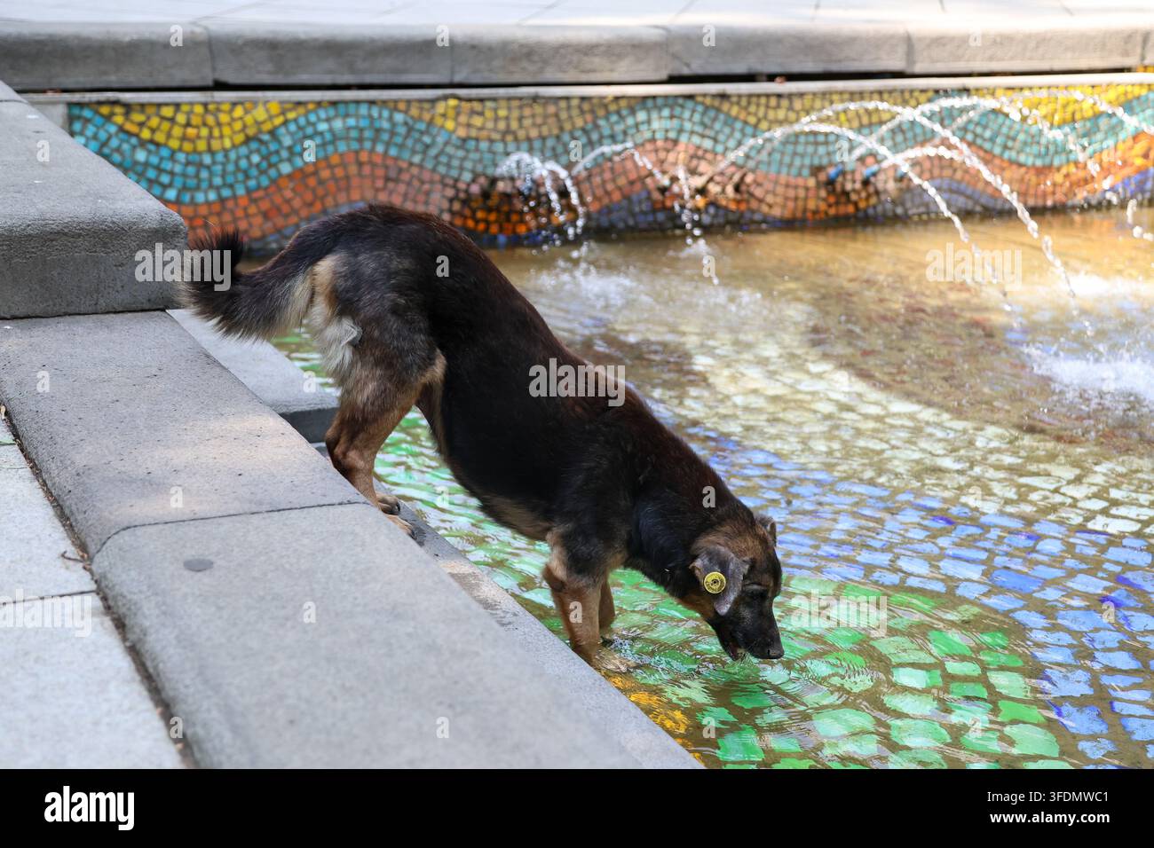 Un chien errant boit de l'eau près d'une fontaine dans le parc du 9 avril au centre de Tbilissi, en Géorgie. Banque D'Images