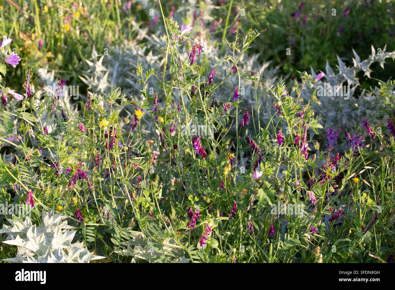 Fleurs de vesce pourpre Vicia Villosa en pleine floraison dans une prairie sauvage du printemps Banque D'Images