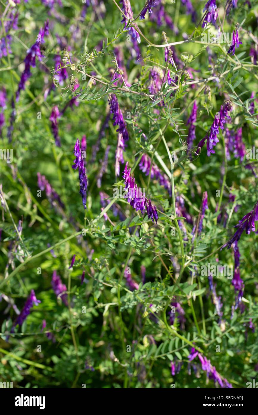 Fleurs de vesce violette épanouies dans une prairie ensoleillée en été Banque D'Images