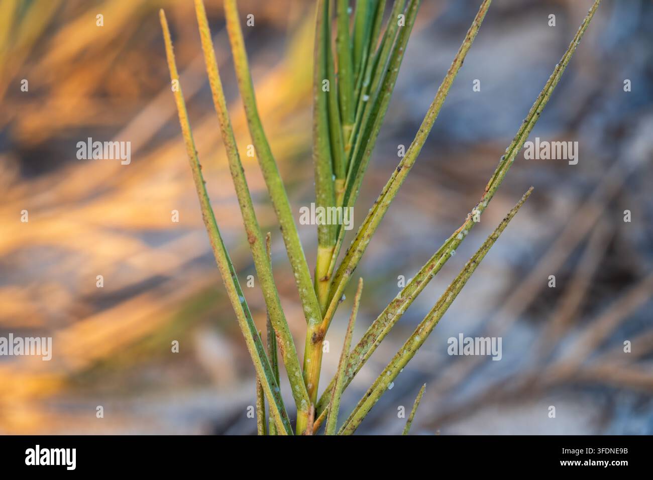 Herbe à graine côtière (Sporobolus pungens) excrétant des cristaux de sel le long de ses feuilles, Matrouh, Égypte Banque D'Images