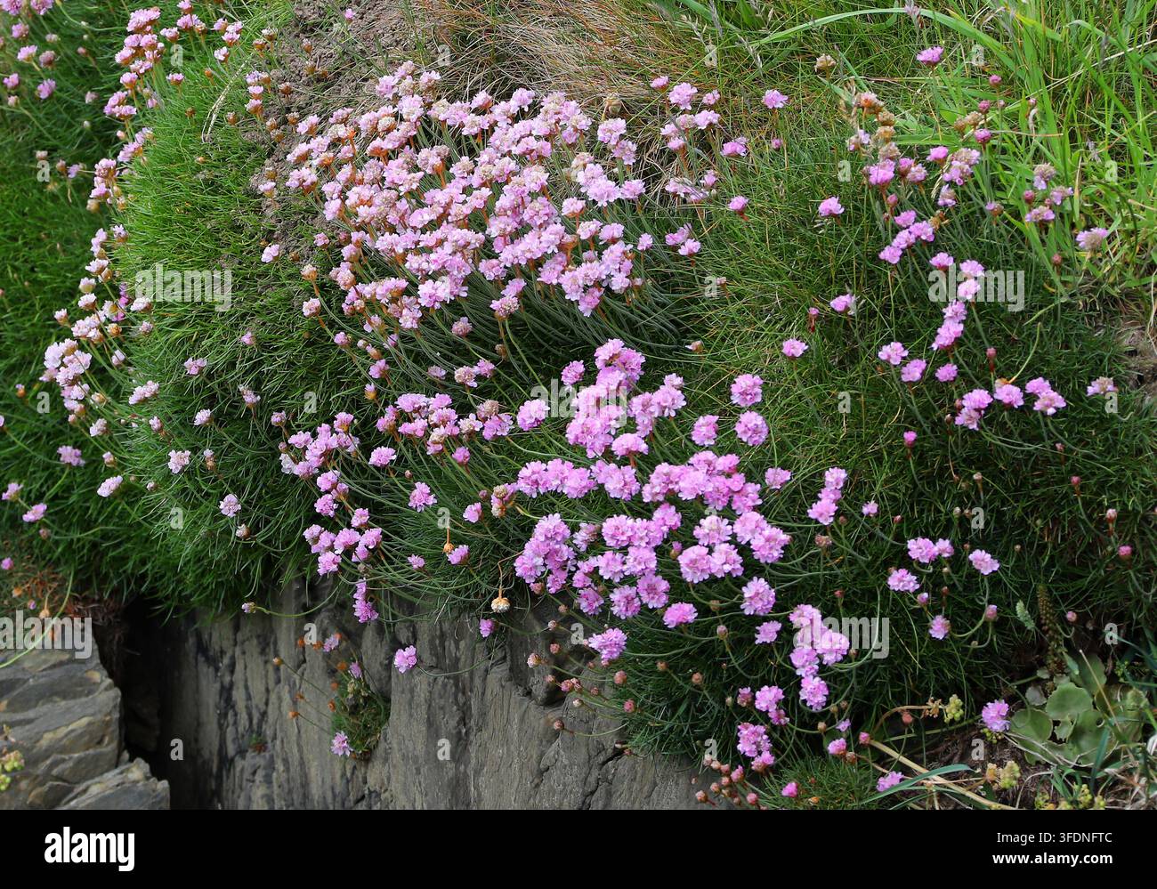 Armérie maritime, Armérie ou Rose de mer, Armeria maritima, Plombaginacées. Côte de Pembrokeshire, Sud du Pays de Galles, Royaume-Uni. Armérie maritime (Armeria maritima). Banque D'Images