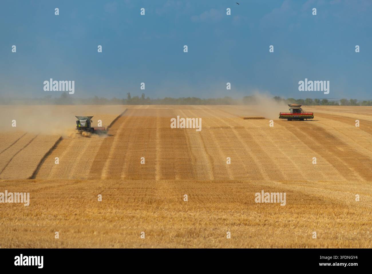 Machines agricoles modernes travaillant dans un grand champ de céréales pour récolter du blé biologique destiné à la production alimentaire saine et à la sécurité alimentaire mondiale Banque D'Images