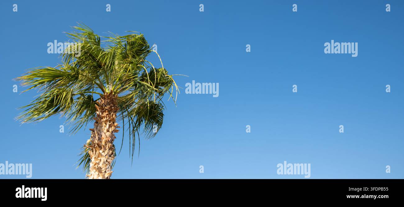 Un seul palmier se dresse fièrement contre un ciel bleu vif Banque D'Images