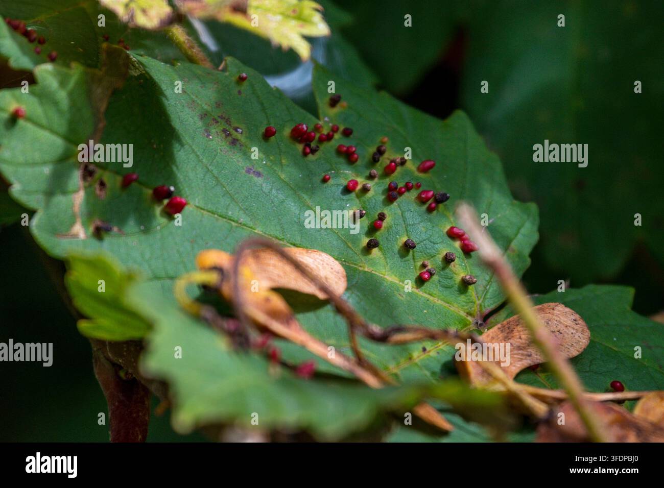 Galles de l'araignée de l'orme, Aceria cephalonea, formées sur la feuille d'un orme, Acer pseudoplatanus. Banque D'Images