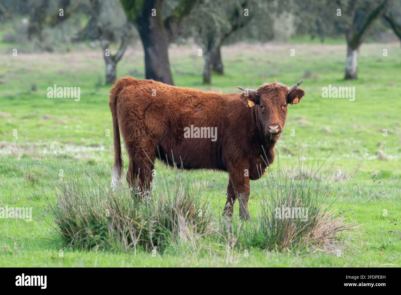 Vache brune solitaire à courtes cornes debout dans un pâturage verdoyant, broutant près de touffes d'herbe. Scène rurale calme évoquant la vie à la ferme, la nature, un Banque D'Images