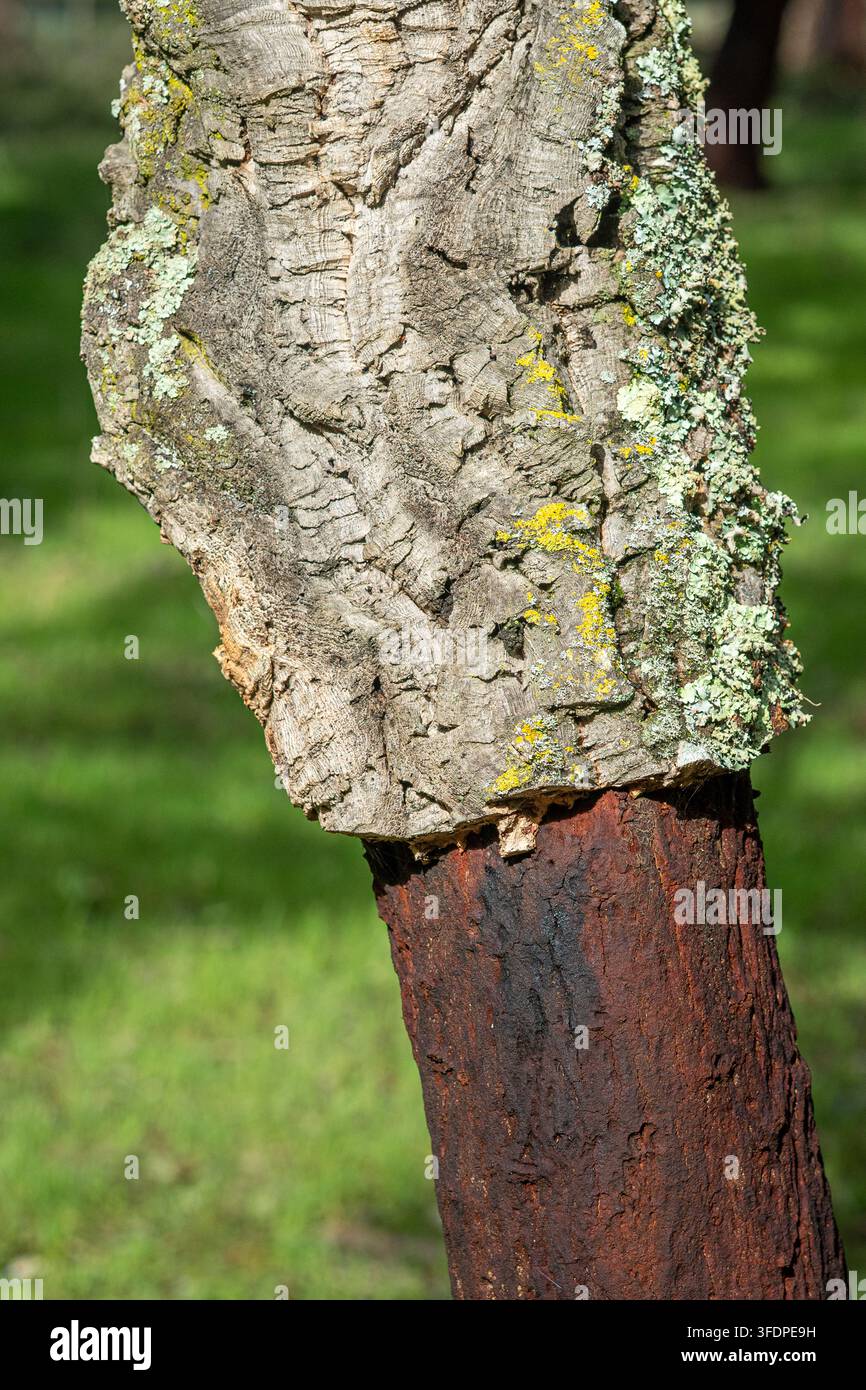 Grossissement détaillé d'écorce d'yeuse vieillie avec lichen pâle et mousse jaune sur un tronc inférieur sombre, montrant une texture riche, des motifs naturels et rustique Banque D'Images