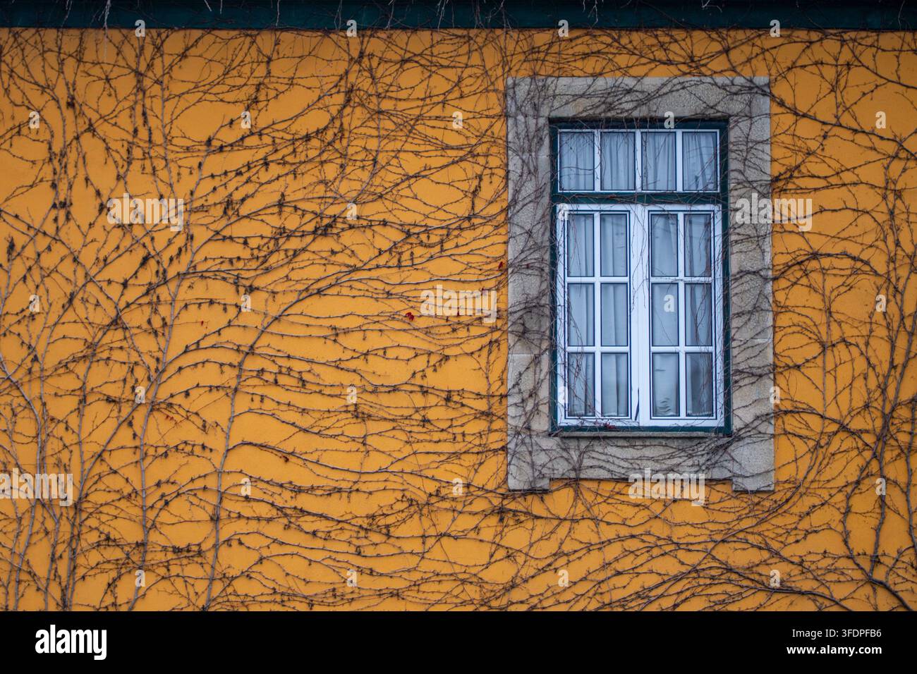 Une façade en stuc jaune présentant une seule fenêtre encadrée de pierre entrelacée de vignes grimpantes sans feuilles, évoquant un charme urbain silencieux et une tranquillité saisonnière Banque D'Images
