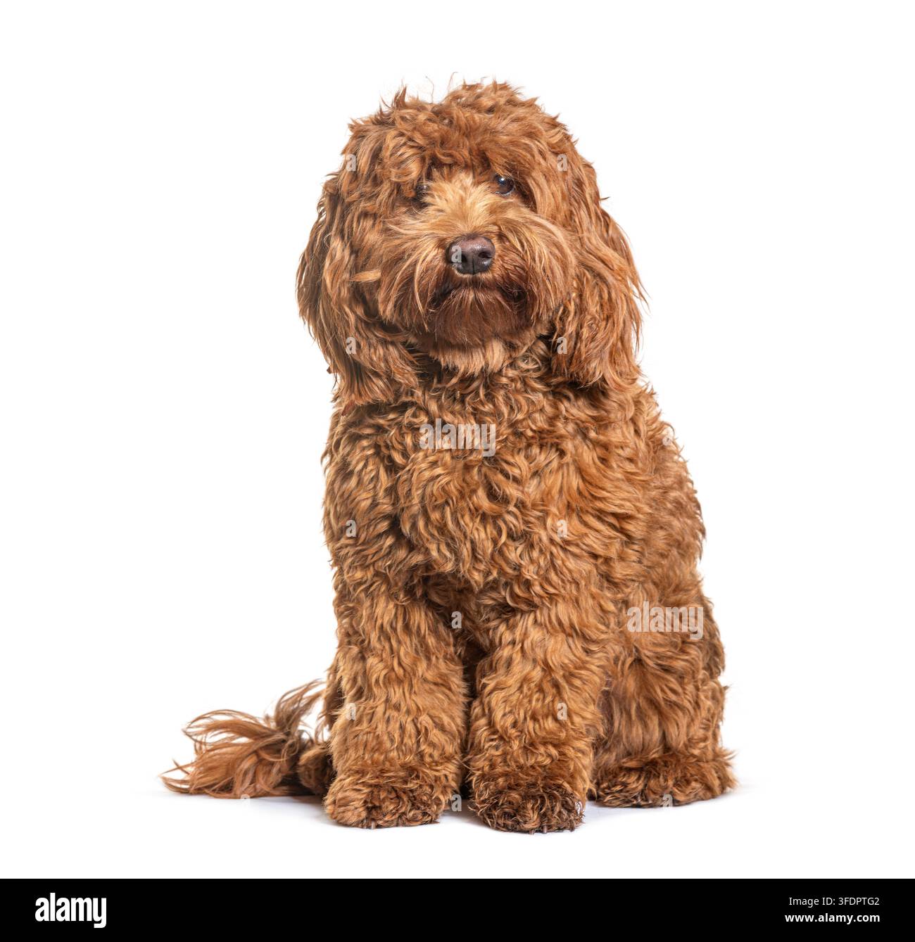 Chien Labradoodle assis patiemment, regardant vers l'avant avec son pelage brun bouclé Banque D'Images