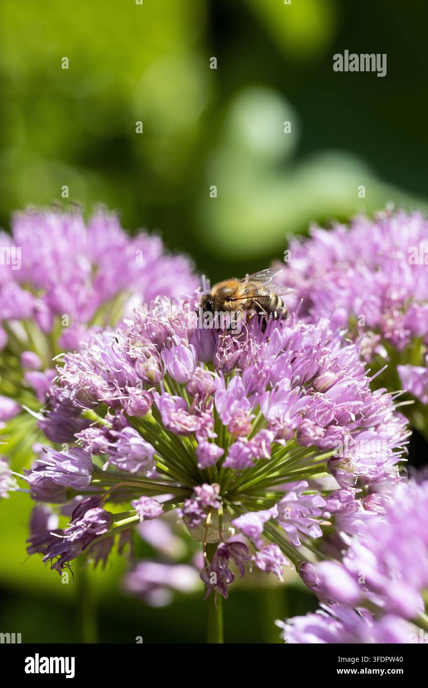 Grossissement d'une abeille sur une fleur d'ail. Banque D'Images