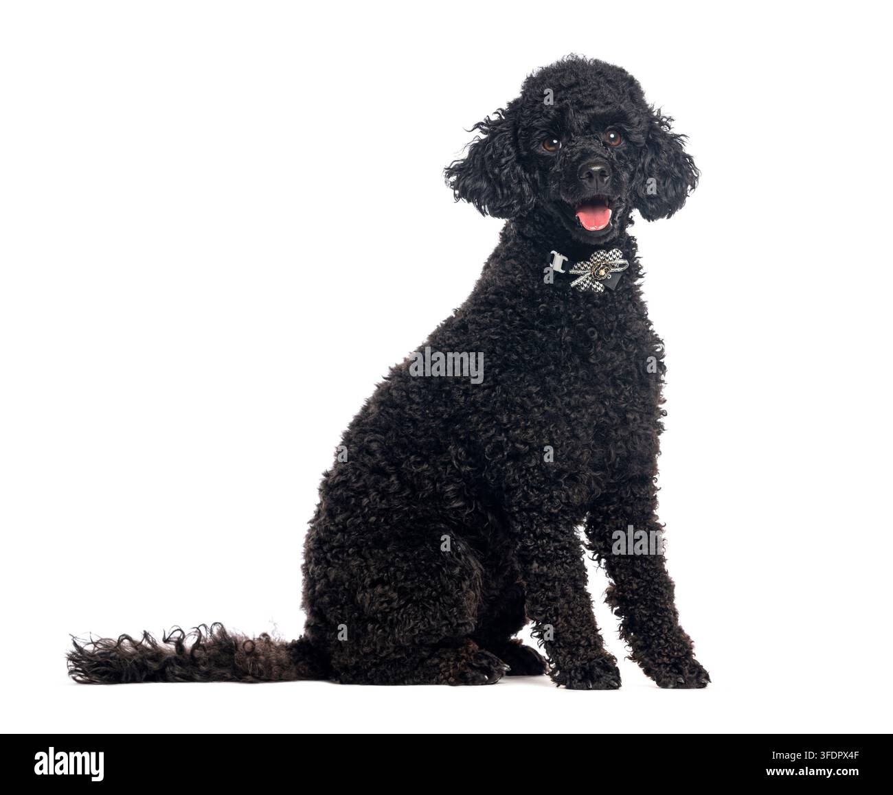Caniche noir portant un nœud papillon et regardant l'appareil photo Banque D'Images