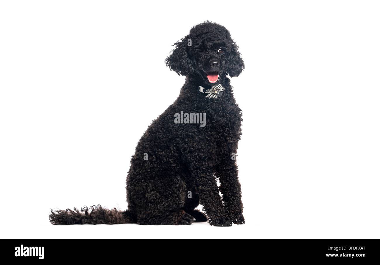 Caniche noir standard assis et regardant la caméra avec un nœud papillon Banque D'Images