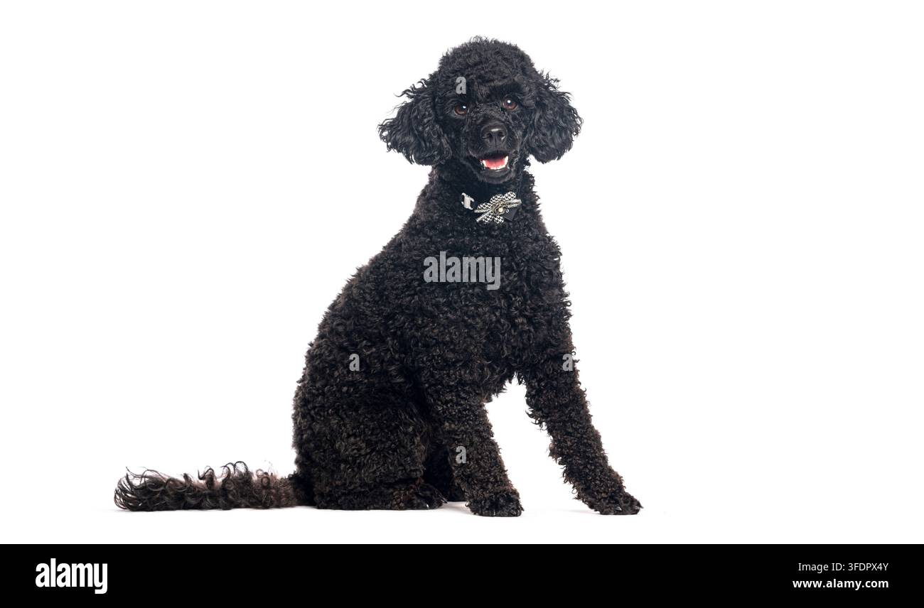 Chien de race noire assis tranquillement avec un pelage bouclé et un nœud papillon, regardant l'objectif Banque D'Images